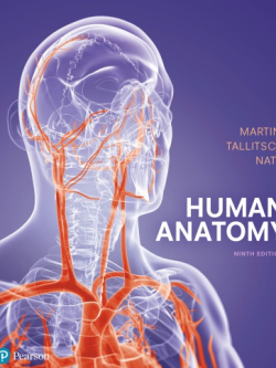 Human Anatomy 9th Edition Frederic Martini, ISBN-13: 978-0134320762